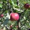 Cosmic Crisp And Melrose Apple Bundle (3 Trees) -Home Fruit Tree 0065003a4be2497fbbacb38d275a45b0