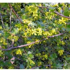 Black Topaz™ Currant