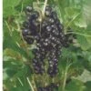 Kantata 50 Black Currant -Home Fruit Tree 4878