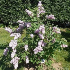 Belle De Nancy Lilac