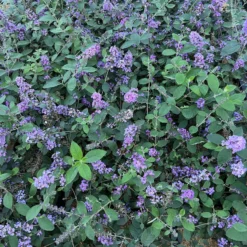 Featured Products -Home Fruit Tree 55E266CF D817 45A1 85DD 473776036DA4 scaled