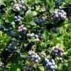 Alpha Bless Your Heart™ Blueberry -Home Fruit Tree 5971418323 3f880c4ef3 o 1400x 10f0f10e d2f4 4869 8bd9 6f2b7057fd29