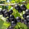 Lentaj Currant -Home Fruit Tree 6 5 1
