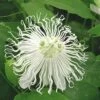 Passiflora SnowPop™ -Home Fruit Tree 9288