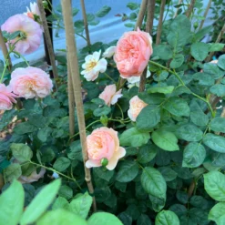 FLAVORETTE™ Honey-Apricot Rose -Home Fruit Tree 95C1F9D3 27F1 459E AB0B 920C2758323B scaled