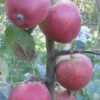 Frequin Rouge Cider Apple -Home Fruit Tree A325S 160x240 crop center gigapixel low res scale 2 00x 24c00162 a29c 4274 bffd 35c12c410b36