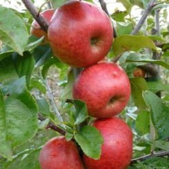 Unbeatable Urban Apple Bundle (3 Trees) -Home Fruit Tree AppleRedWindsor