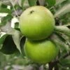 Granny Smith Apple -Home Fruit Tree Apple Malus GrannySmith fruit 1024x1024 c3d3f268 e660 408a 8cb9 a236746f0837