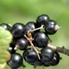 Coronet Black Currant -Home Fruit Tree CoronetBlackCurrant