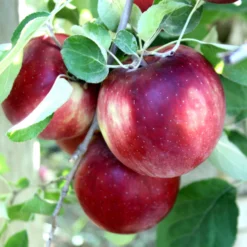 Cosmic Crisp And Melrose Apple Bundle (3 Trees) 5 Cosmic Crisp And Melrose Apple Bundle (3 Trees) -Home Fruit Tree Cosmic Crisp a5f1fdd4 73b4 4e0c 9d46 4329f60a4d3b scaled