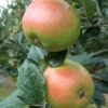 King Edward VII Apple -Home Fruit Tree Ed V11