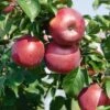 Enterprise Apple -Home Fruit Tree EnterpriseApple1 1024x1024 22289015 5591 4000 b95f ca64bbd7baac