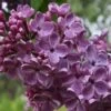 Frank's Fancy Lilac -Home Fruit Tree Frank sFancyLilac