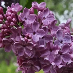 Frank's Fancy Lilac