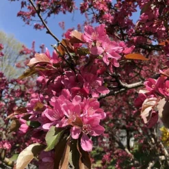Hansen's Red Fleshed Crabapple