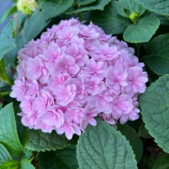 Featured Products -Home Fruit Tree IMG 3871 scaled