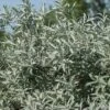 Alpha Iceberg Alley® Salix First Editions® -Home Fruit Tree IcebergAlleySageleafWillow