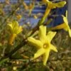 Winter Jasmine -Home Fruit Tree Jasminum nudiflorum