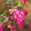 King Edward VII Flowering Currant -Home Fruit Tree KingEdwardVIIRibes