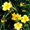 Stella D'Oro Day Lily -Home Fruit Tree L700 gigapixel standard scale 6 00x b41b238d a08a 476a b75e 48545af85141