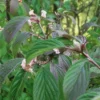 Dawn Viburnum -Home Fruit Tree M081 gigapixel standard scale 6 00x 886f0d28 ab38 42b3 87a6 6bc00b3e75b5