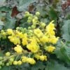 Tall Oregon Grape Holly -Home Fruit Tree MAH aquafolium 1024x672 1