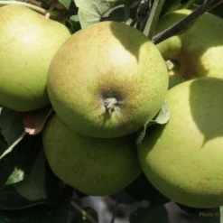 Medaille D'Or Cider Apple -Home Fruit Tree Medaille