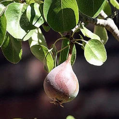 Moonglow Pear -Home Fruit Tree MoonGlow Pyrus communis leaffruit Jean ccby20 scaled