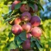 North Pole Columnar Apple -Home Fruit Tree Northpolevertical