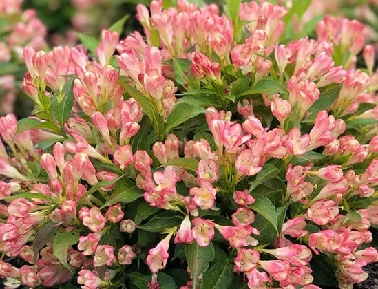 Alpha Peach Kisses™ Weigela 3 Alpha Peach Kisses™ Weigela