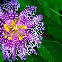Passiflora PinkPop™
