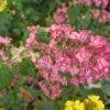 Pokeys Pink Flowering Currant 2 Pokeys Pink Flowering Currant -Home Fruit Tree Pokeys