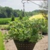 Alpha Bushel And Berry® Sapphire Cascade® Blueberry -Home Fruit Tree SapphireCascade2 1