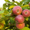 Apple Combo (3 Varieties) -Home Fruit Tree Shutterstock 1931241200 a9816af4 87bd 4d49 84f1 1763820f756e scaled