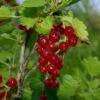 Viking Red Currant -Home Fruit Tree VikingRedCurrant