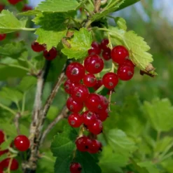Viking Red Currant