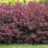 Alpha Wine & Roses® Weigela -Home Fruit Tree WeigelaWineRoses1 1080 1080 60