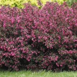 Alpha Wine & Roses® Weigela
