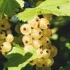 Zitavia Currant 2 Zitavia Currant -Home Fruit Tree White Currants Best Varieties Growing Guide Care Problems and Harvest FI