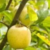 Ananas Reinette Apple -Home Fruit Tree a083d