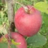 Beni Shogun Apple -Home Fruit Tree a120 beni shogun 1
