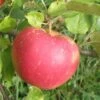Red Boskoop Apple -Home Fruit Tree a161 red boskoop 1
