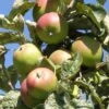 Campfield Cider Apple -Home Fruit Tree a165 campfield cider apple