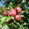 Dayton Apple -Home Fruit Tree a240 dayton 1