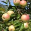 Golden Sentinel Columnar Apple -Home Fruit Tree a272 golden sentinel 1 1