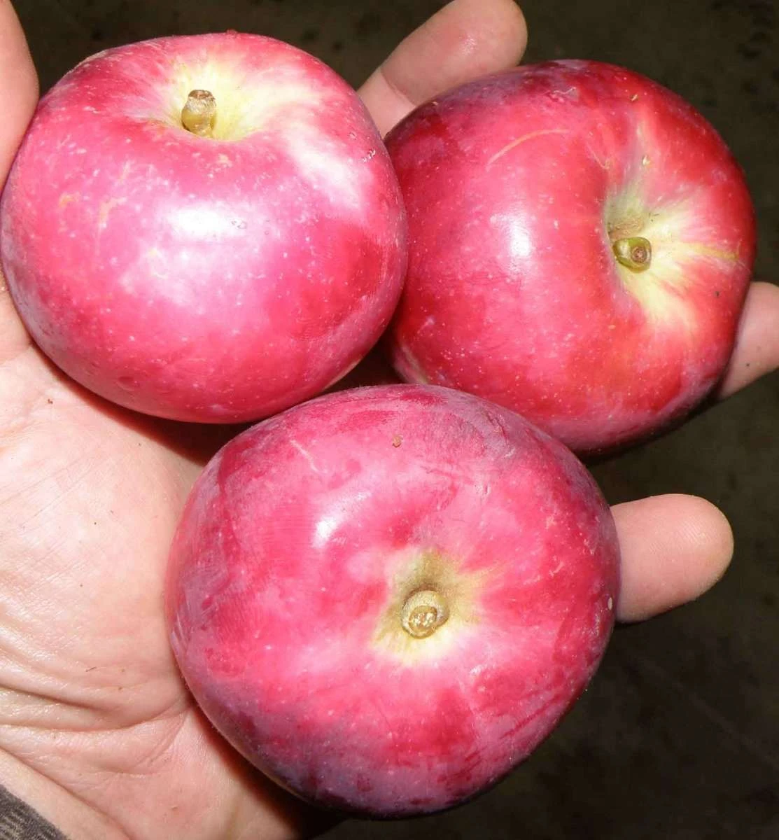 North Pole Columnar Apple 4 North Pole Columnar Apple - Image 2