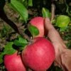 Fred Gravenstein Apple 2 Fred Gravenstein Apple -Home Fruit Tree a383d fred gravenstein 1