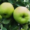 Greensleeves Apple -Home Fruit Tree a385d greensleeves