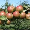 Granniwinkle Cider Apple -Home Fruit Tree a387 granniwinkle p 27