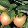 Jonagold Apple Tree 2 Jonagold Apple Tree -Home Fruit Tree a460jonagold apples 1